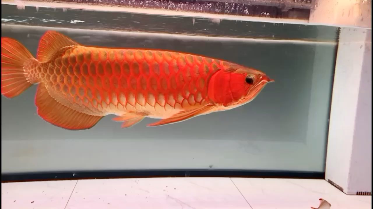 小紅龍魚怎么挑選最好的魚 小紅龍魚怎么看品相圖解 充氧泵