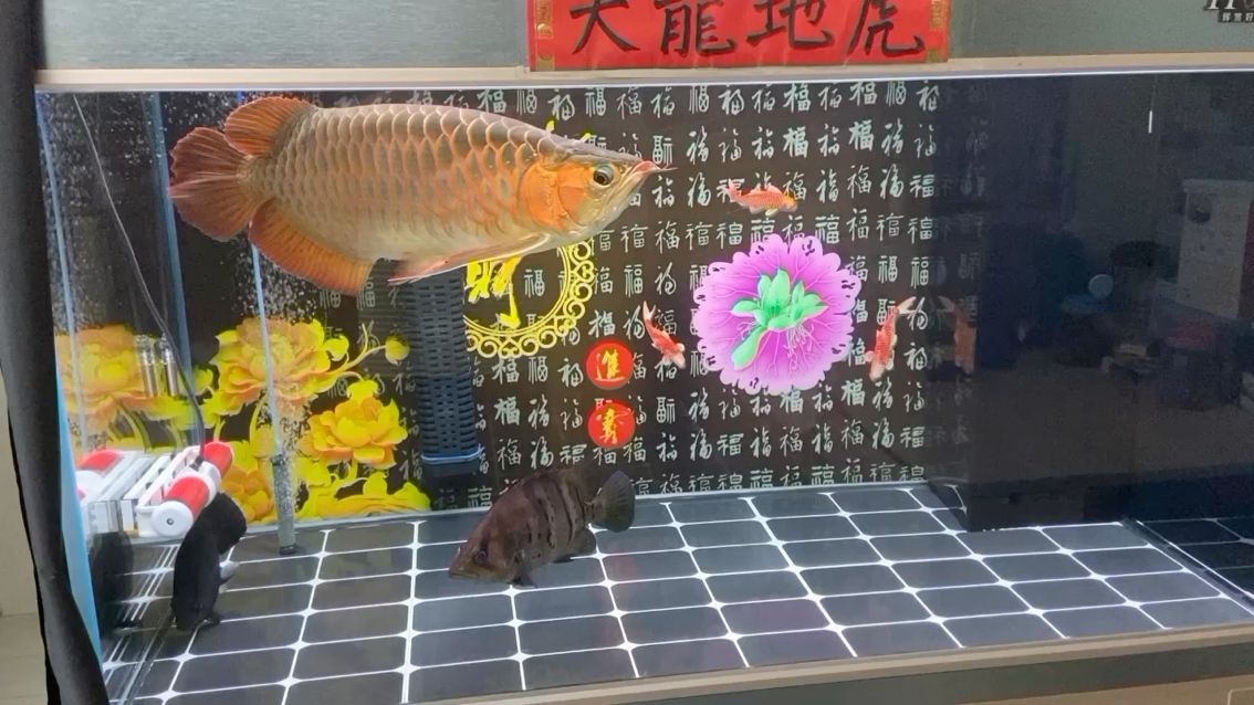 換完水，魚舒服，人也舒服，水好魚健康 觀賞魚論壇 第1張