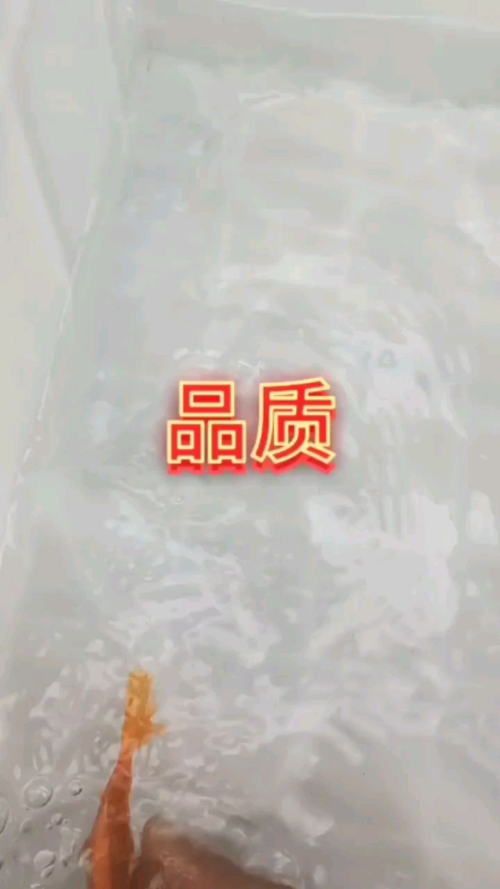 紅松葉錦鯉 觀賞魚(yú)論壇