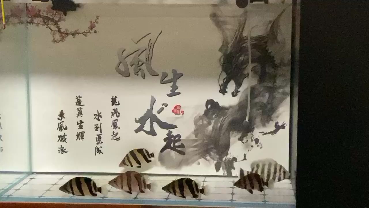 五虎慢慢長大 觀賞魚論壇