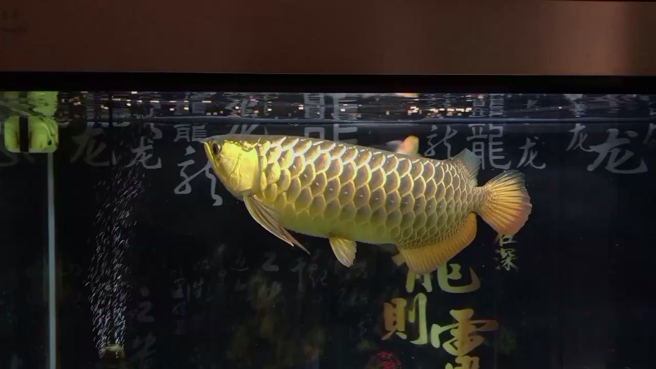 家用魚缸圖片大全大圖（家用魚缸設(shè)計(jì)圖片） 黃金斑馬魚