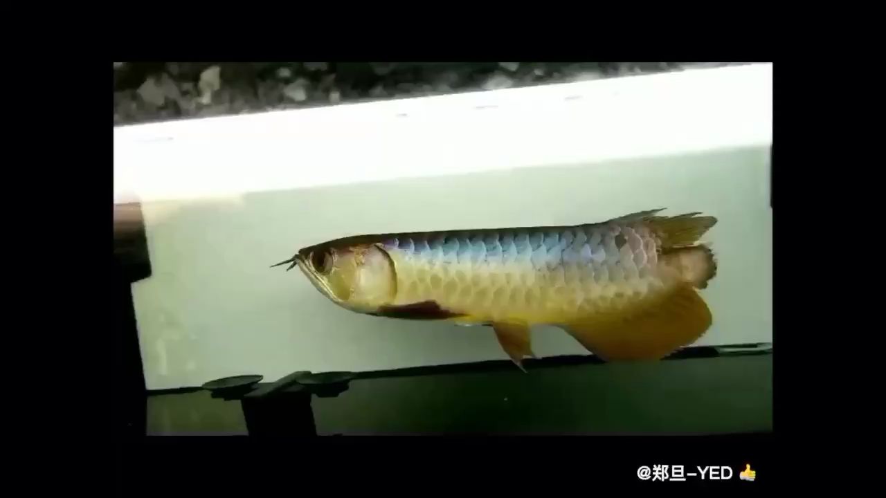 借冠軍的話：我們養(yǎng)著魚也養(yǎng)著自己 觀賞魚論壇