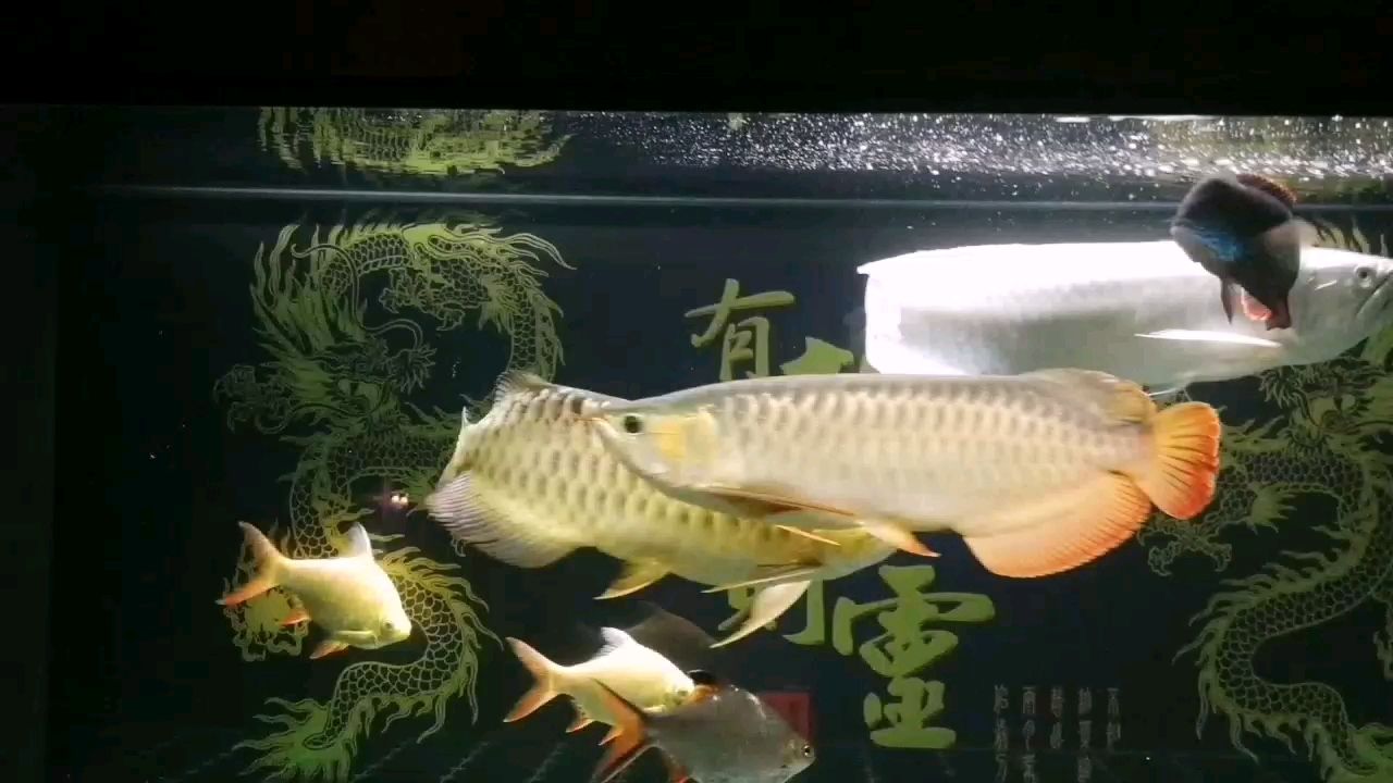 養(yǎng)魚是一種愛好，也以一種修養(yǎng)！ 觀賞魚論壇