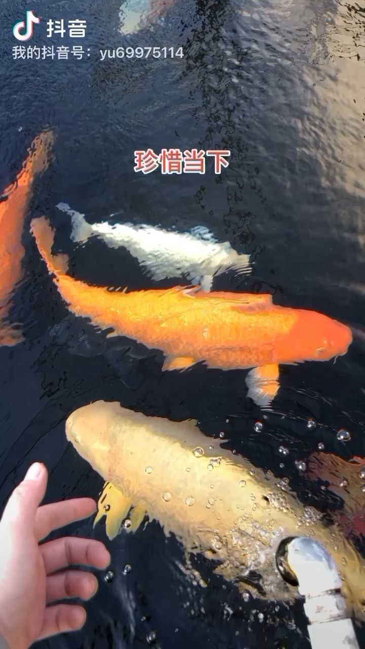 珍惜當下，養(yǎng)魚養(yǎng)心 觀賞魚論壇 第1張