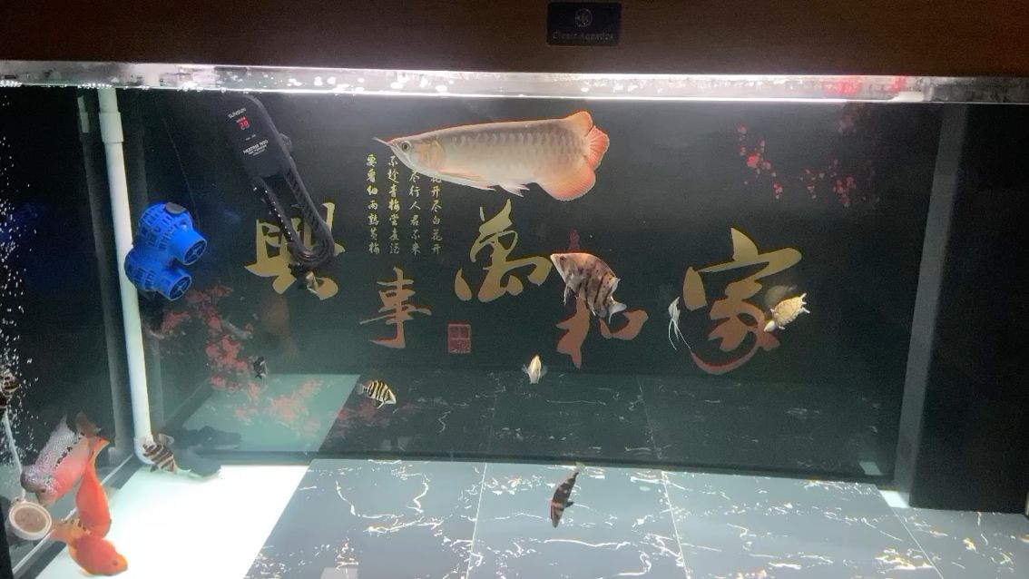 這魚后期好不好 觀賞魚論壇