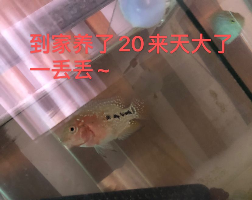 幻彩苗子成長記 觀賞魚論壇 第2張