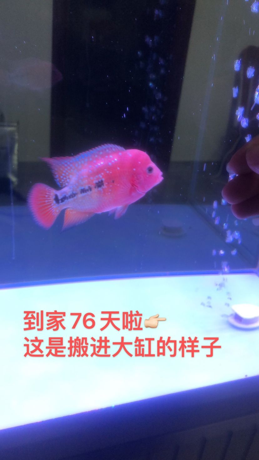 幻彩苗子成長記 觀賞魚論壇 第4張