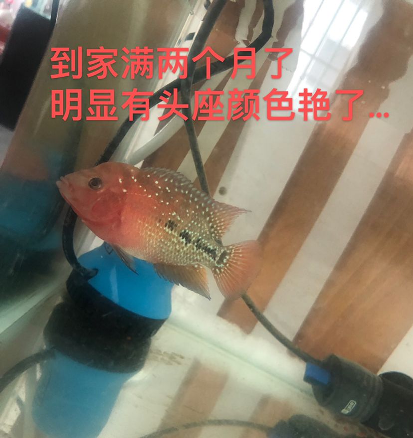 幻彩苗子成長記 觀賞魚論壇 第3張