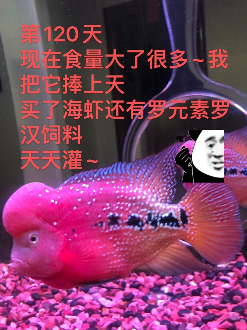 幻彩苗子成長記 觀賞魚論壇 第6張