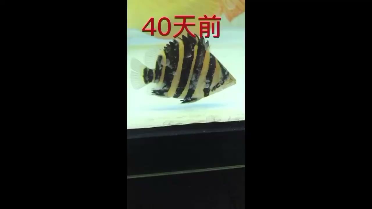 大家別被??泡的短身騙了 觀賞魚(yú)論壇 第1張