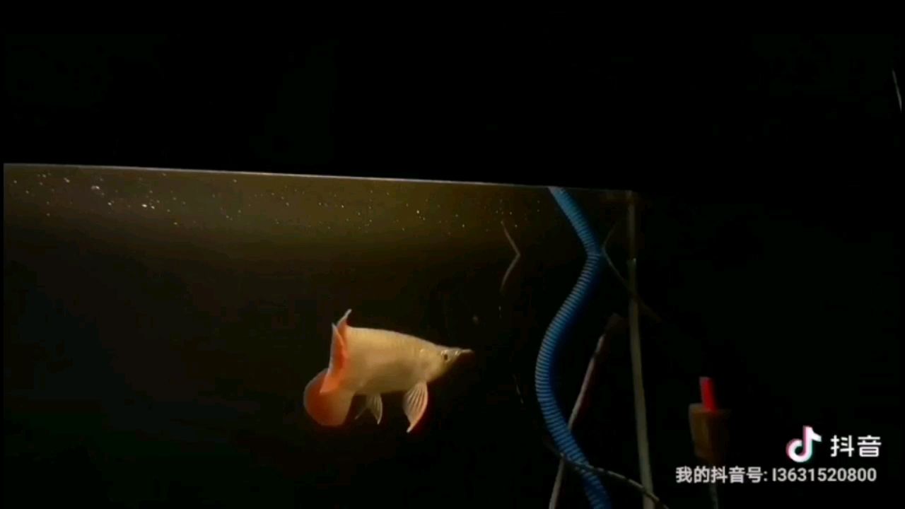 鑒賞：Red：specialize 23CM 觀賞魚論壇