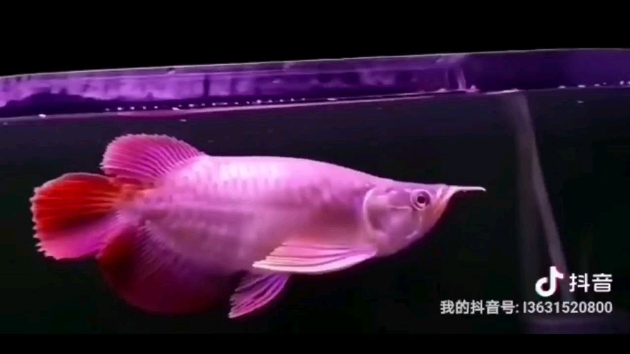 鑒賞：蝴蝶 觀賞魚論壇