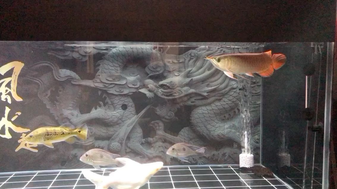 金龍魚叫什么公司（金龍魚是哪個公司的產品） 黃金夢幻雷龍魚