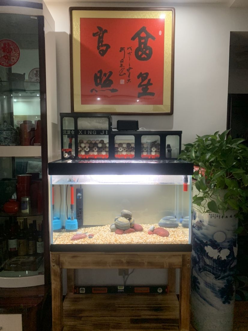 新缸，福星高照！ 觀賞魚論壇