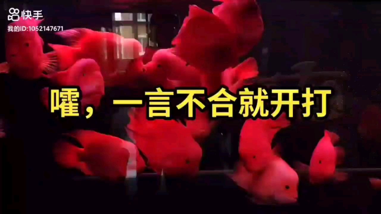 打，我看誰牛叉 觀賞魚論壇 第1張