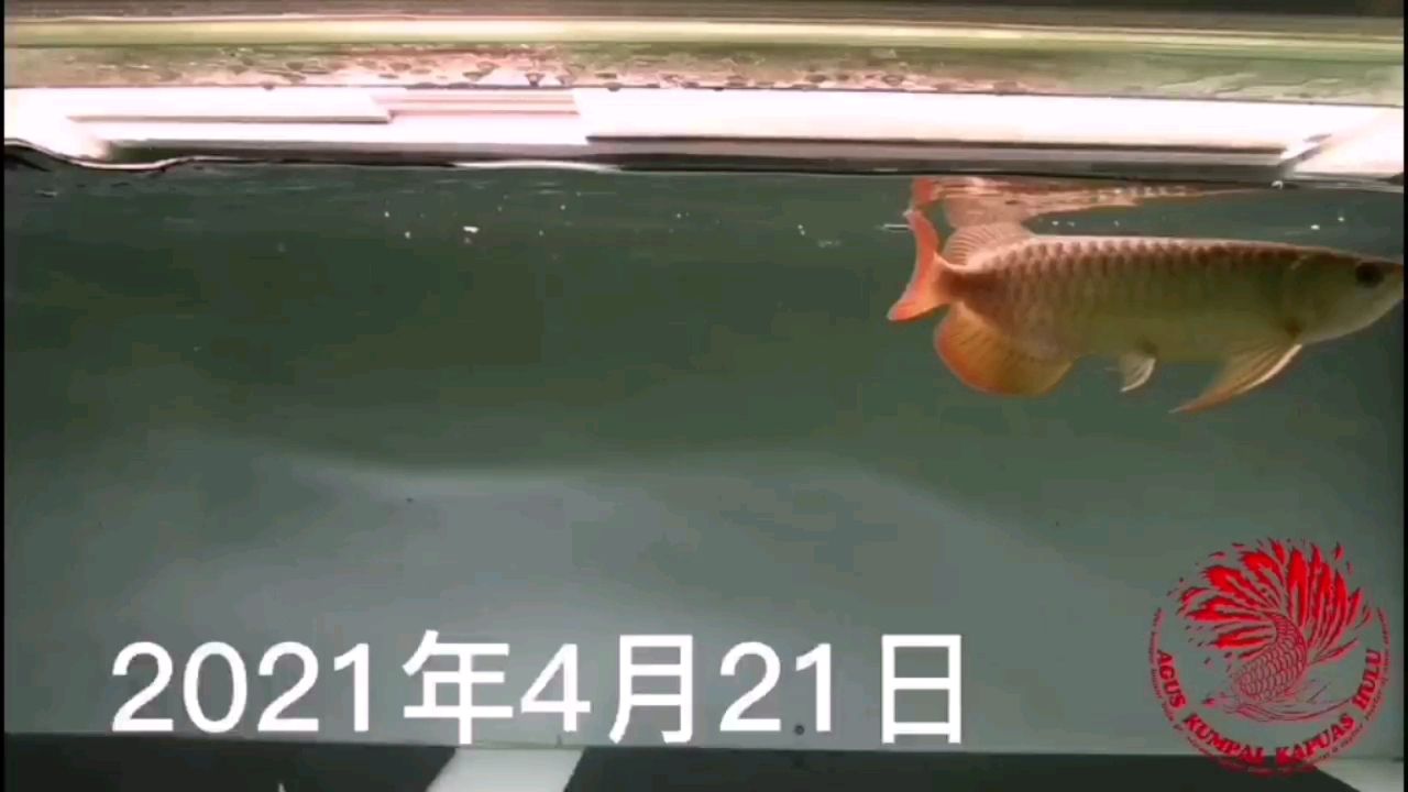 長春水族批發(fā)市場電話是多少：水族批發(fā)市場價格表 黃吉金龍（白子金龍魚）