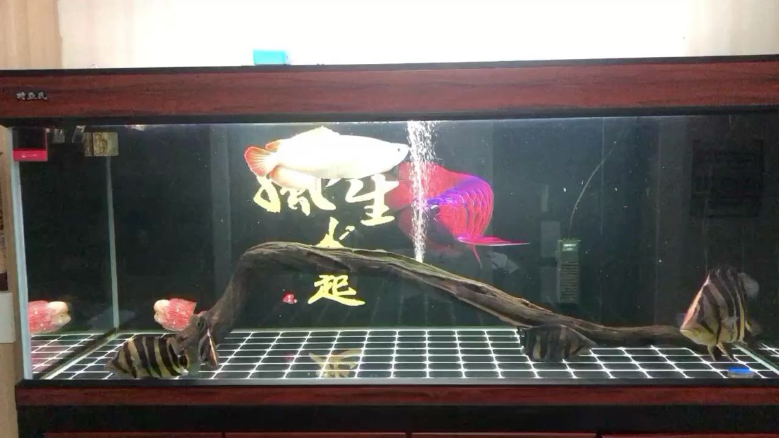 戰(zhàn)車紅龍第一天 觀賞魚論壇