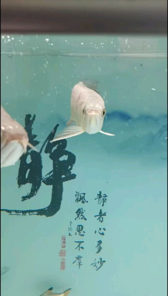 金龍魚(yú)怎么看兜嘴（金龍魚(yú)怎么才算兜嘴） 高背金龍魚(yú)