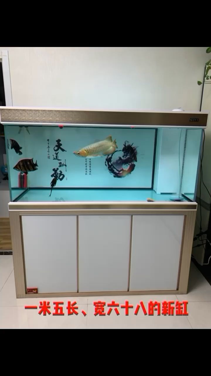 換缸啦！全新水龍魚(yú)入缸！ 觀賞魚(yú)論壇