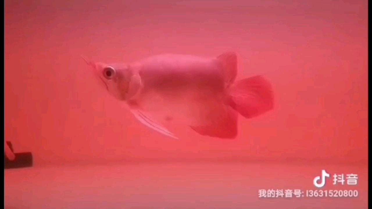 鑒賞：極品嘟嘟 觀賞魚論壇