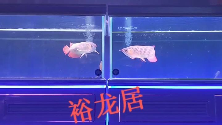 雙胞胎 觀賞魚(yú)論壇