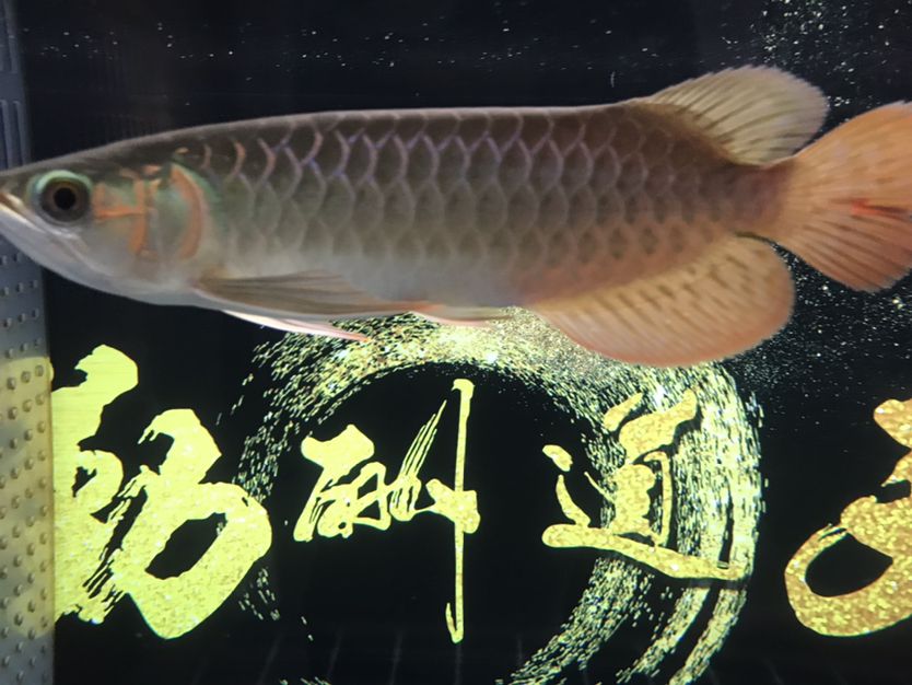 養(yǎng)了一個(gè)半月的老頭魚(yú) 觀賞魚(yú)論壇 第1張