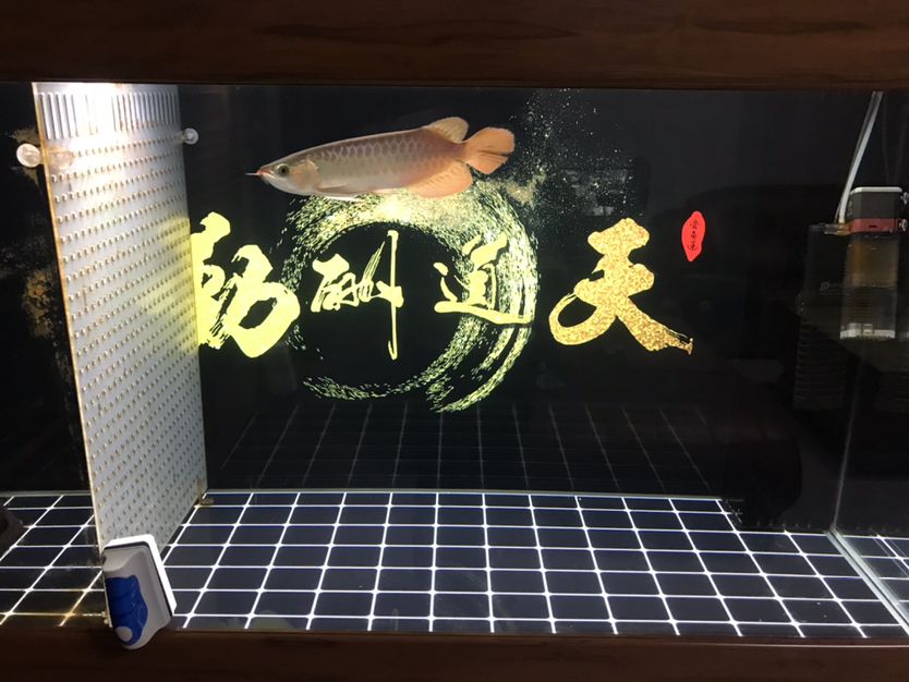 養(yǎng)了一個(gè)半月的老頭魚(yú) 觀賞魚(yú)論壇 第2張