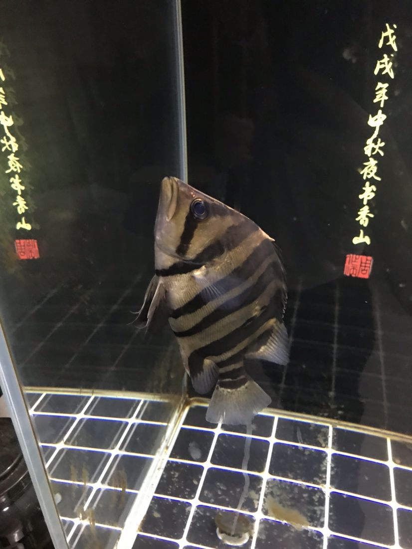 養(yǎng)了一個(gè)半月的老頭魚(yú) 觀賞魚(yú)論壇 第4張