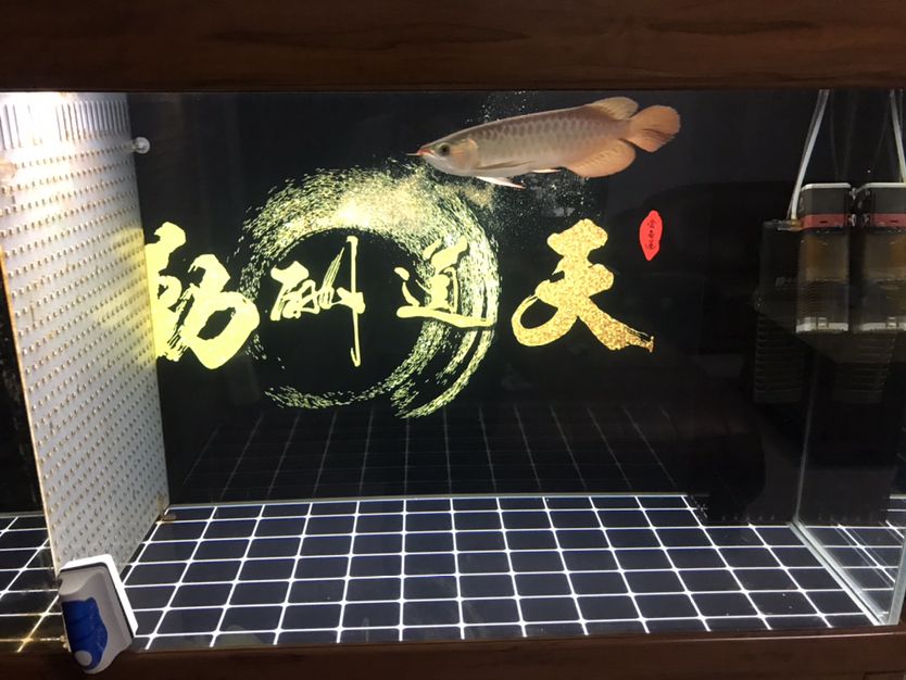 養(yǎng)了一個(gè)半月的老頭魚(yú) 觀賞魚(yú)論壇 第3張