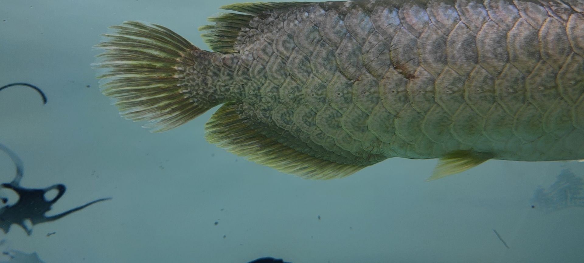 龍魚尾部鱗片有劃痕，幫忙分析下是誰干的 觀賞魚論壇 第3張