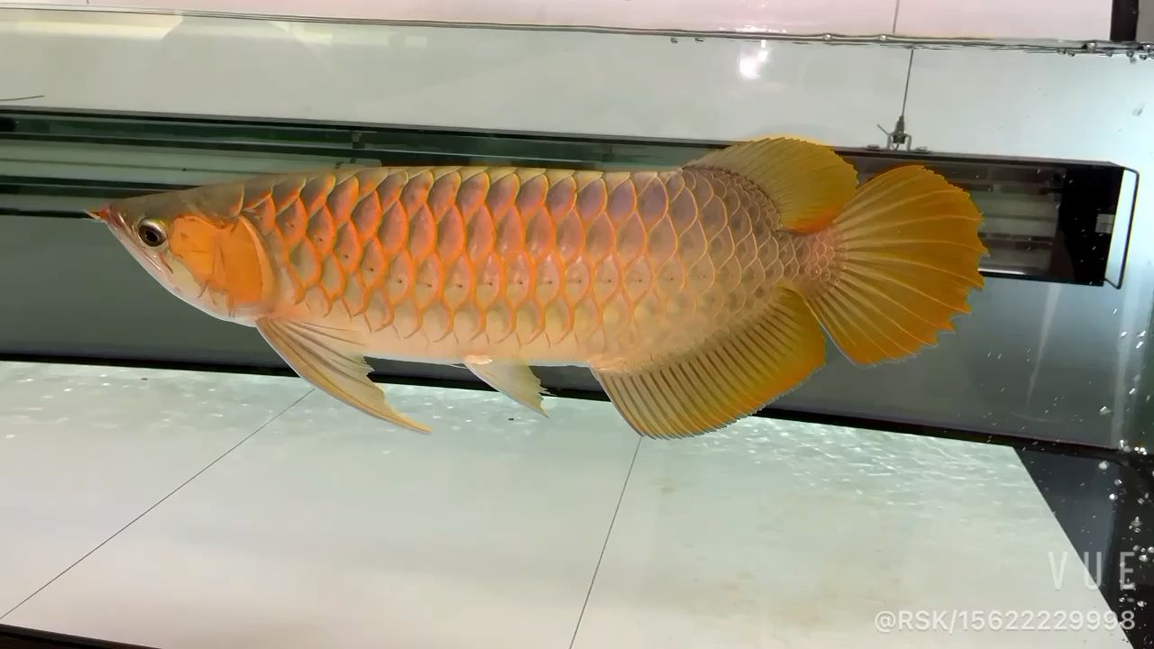 觀賞魚曼龍：觀賞魚曼龍魚能混養(yǎng)嗎 小型觀賞魚