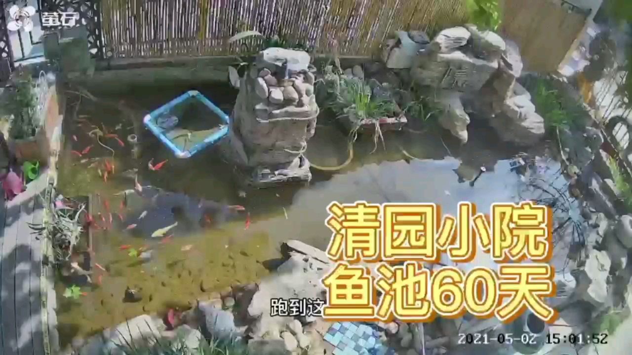 錦鯉魚池的自動(dòng)化建設(shè) 觀賞魚論壇 第1張