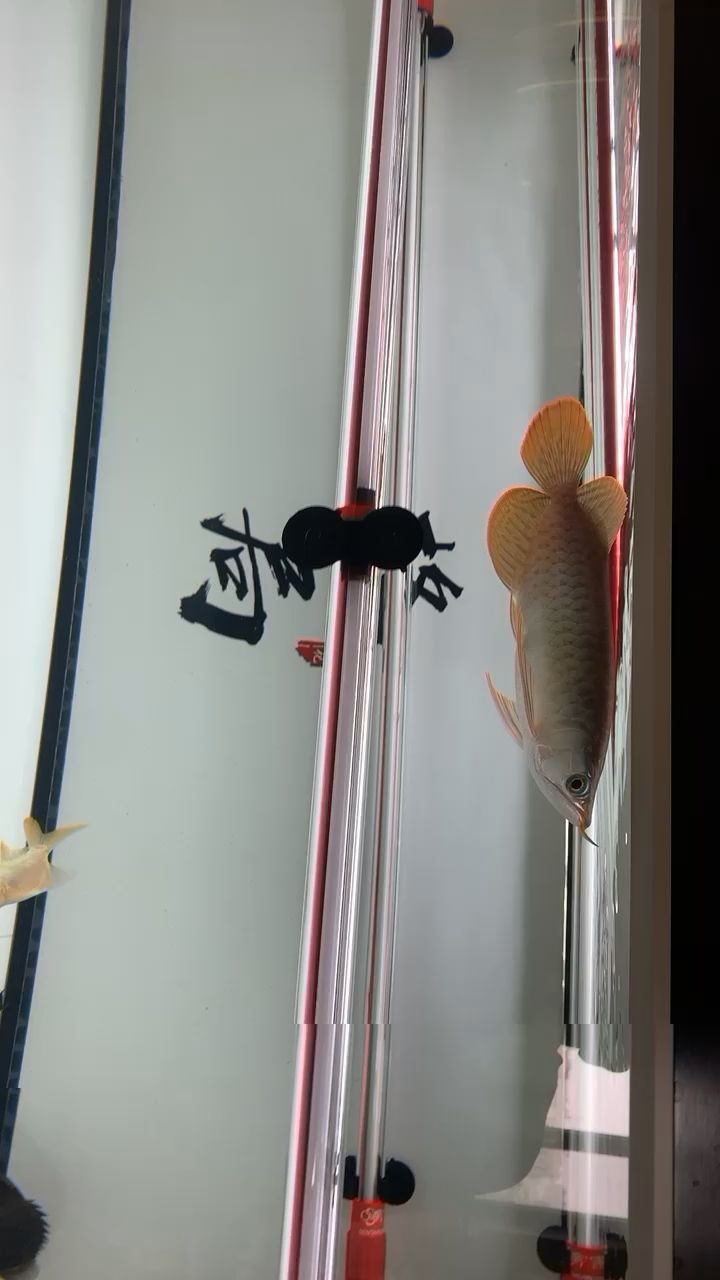 43天 觀賞魚論壇