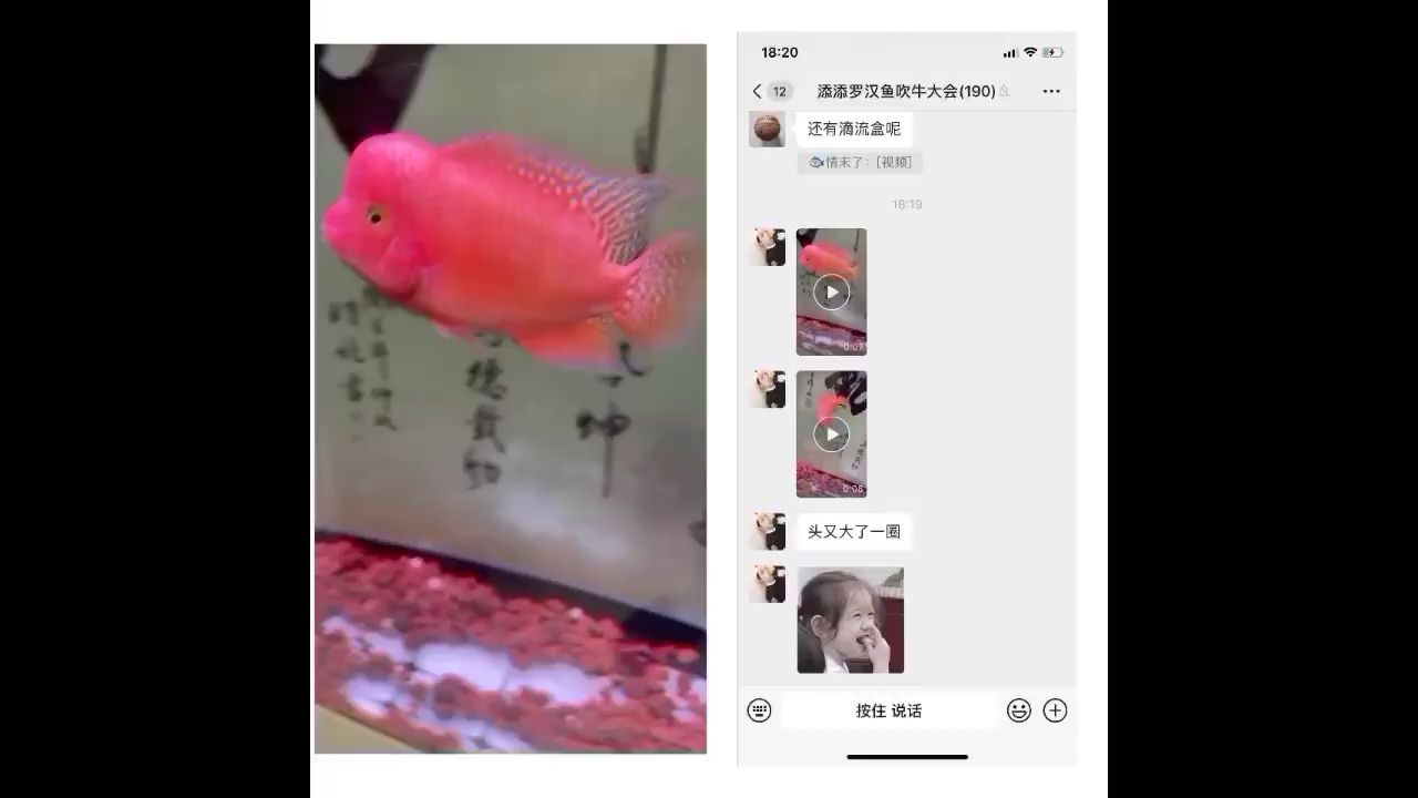 a級爆頭紅馬羅漢魚魚友反饋 觀賞魚論壇