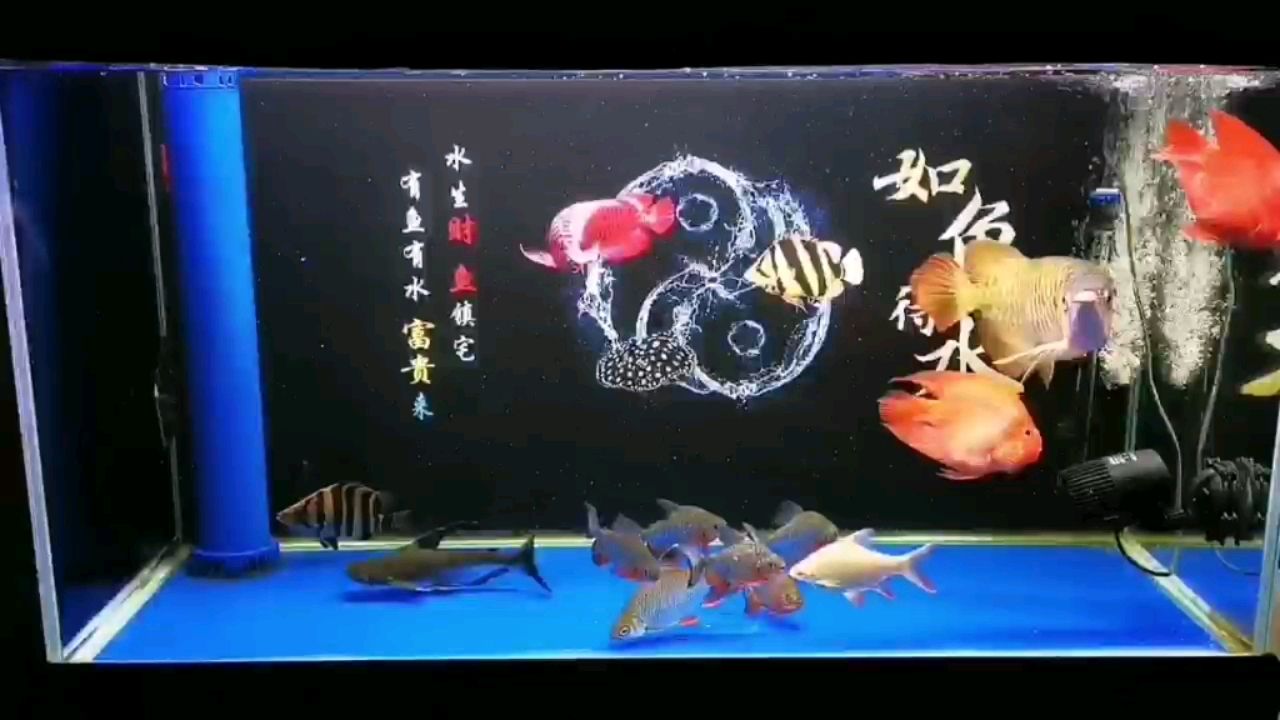 兩虎總打架，都無(wú)法無(wú)天了。。。 觀賞魚論壇