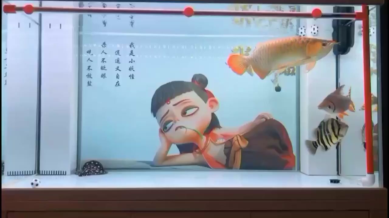 精養(yǎng)缸 觀賞魚論壇 第1張