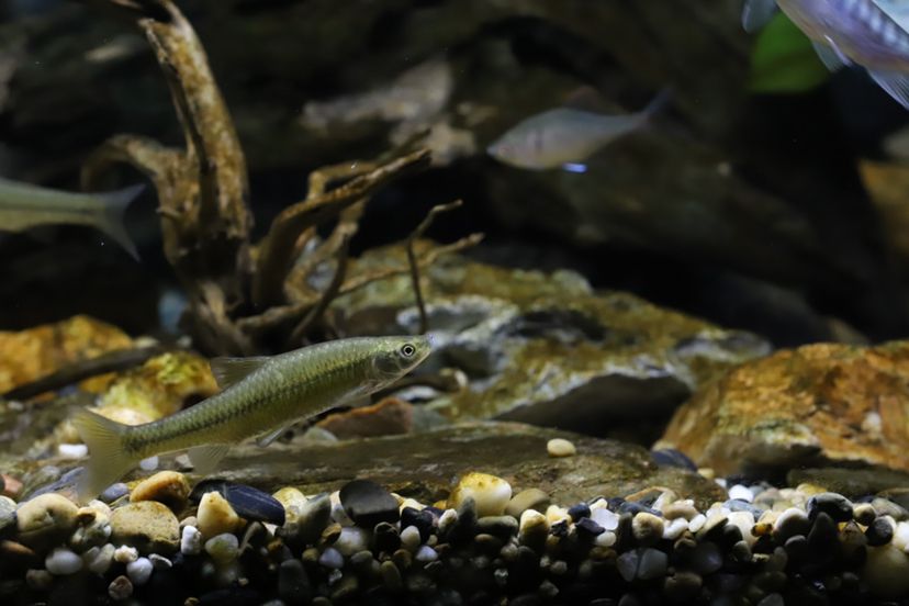 下雨天適合看魚 觀賞魚論壇 第4張