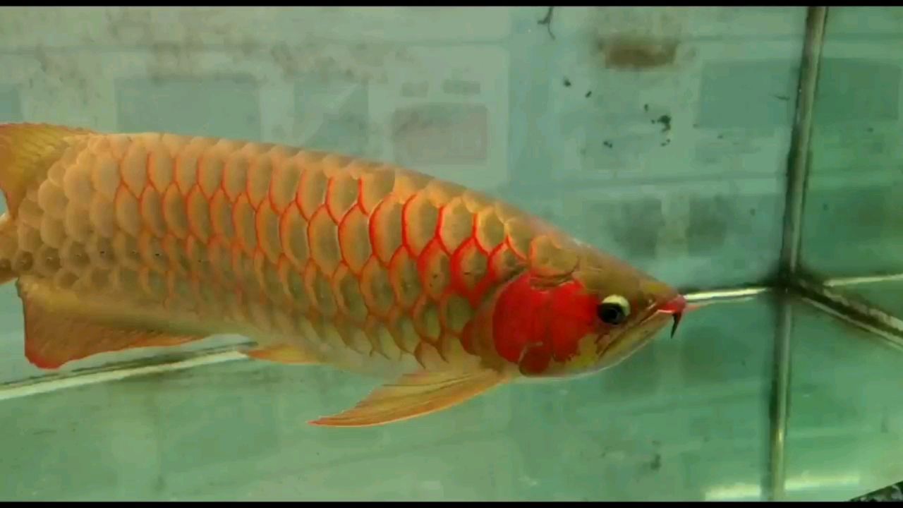 銀白色的觀賞魚叫什么品種魚（銀白色的小魚是什么魚） 祥龍魚藥系列