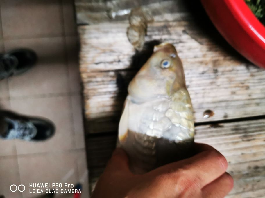 家里的池子一到這個梅雨天氣，魚魚又是一條 觀賞魚論壇 第1張