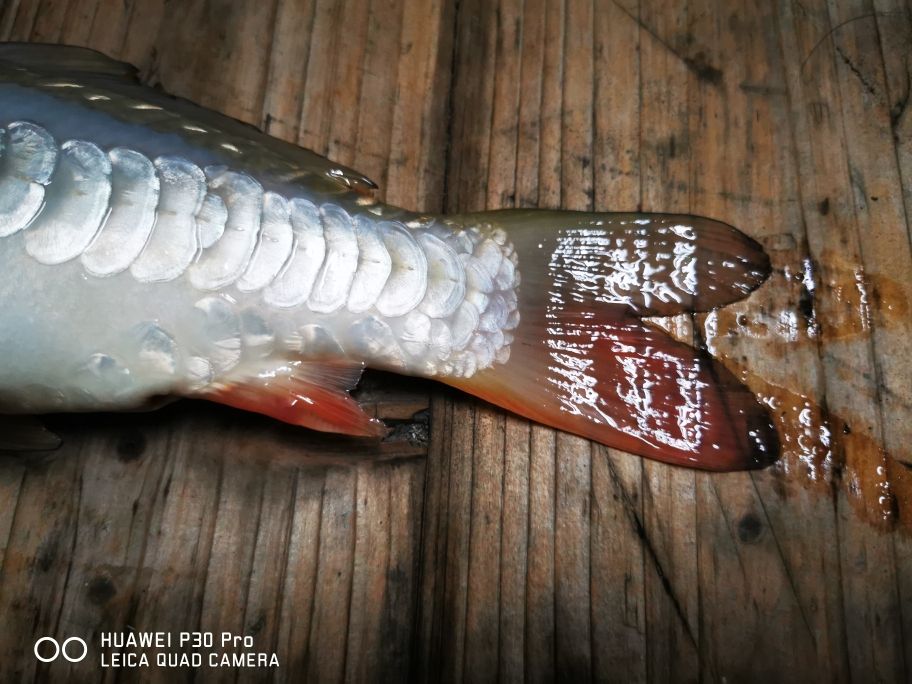 家里的池子一到這個梅雨天氣，魚魚又是一條 觀賞魚論壇 第4張