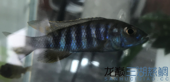 跳湖新人求助認(rèn)魚，謝謝大佬的解答 觀賞魚論壇 第1張