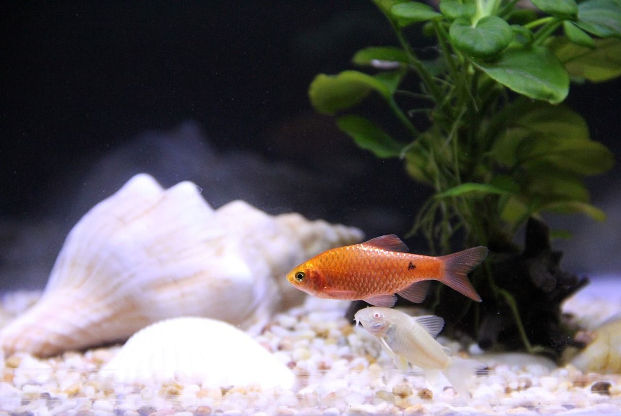 水族箱魚缸造景（ 水族箱魚缸造景視頻） 垂釣樂園