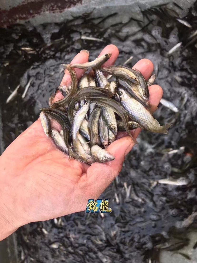 精裝版銘龍魚糧全面上線， 觀賞魚論壇 第5張