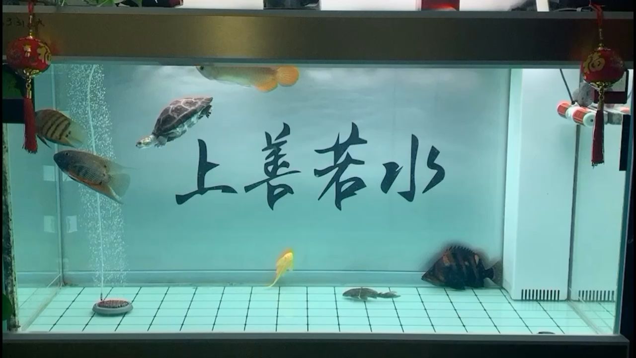 時(shí)隔54天，成功長到24cm[huaixiao][huaixiao][huaixiao] 觀賞魚論壇