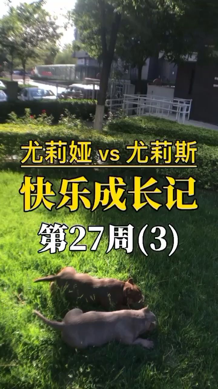 惡霸犬快樂(lè)成長(zhǎng)記 觀賞魚(yú)論壇