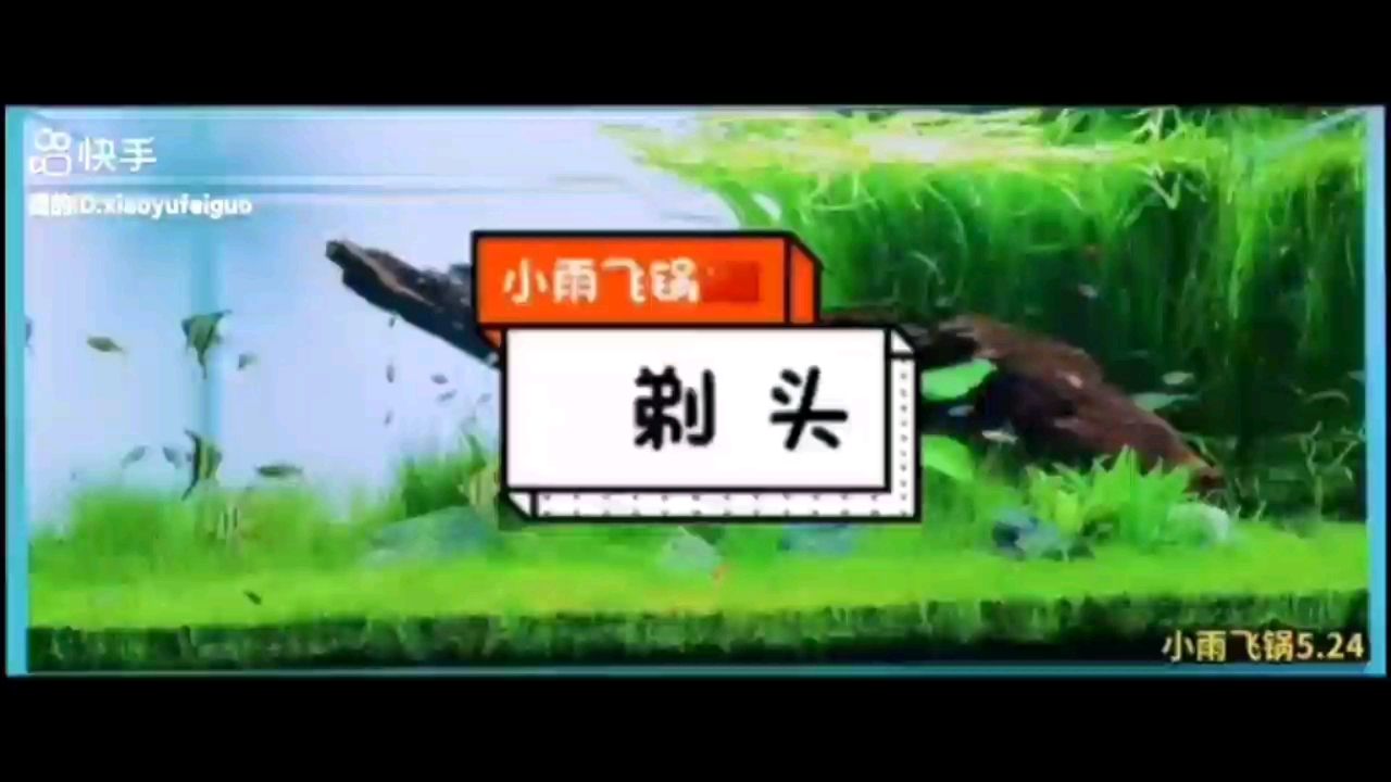 剃頭 觀賞魚論壇