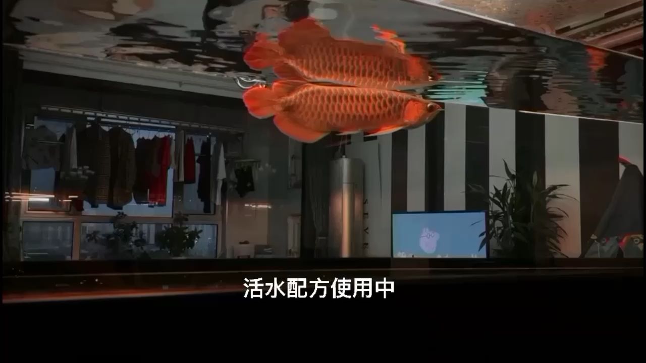 我喜歡的油亮度，成都兔巴何龍魚工坊 觀賞魚論壇