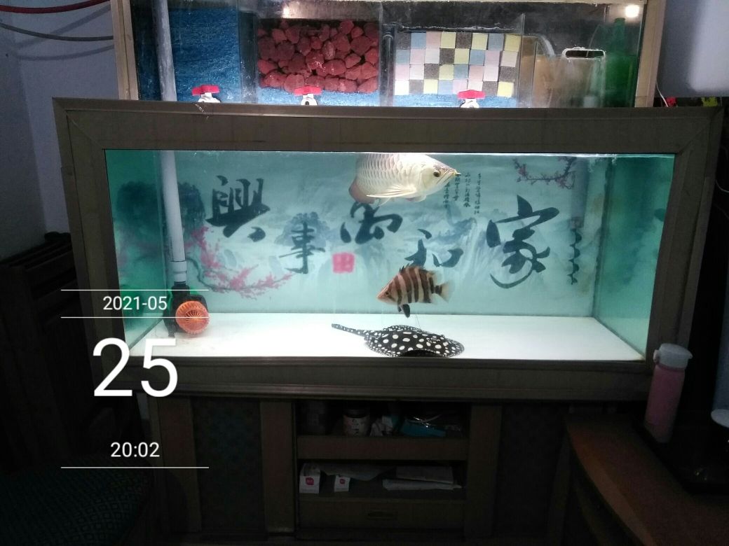 養(yǎng)魚(yú)燒錢(qián)嗎？ 觀賞魚(yú)論壇 第6張