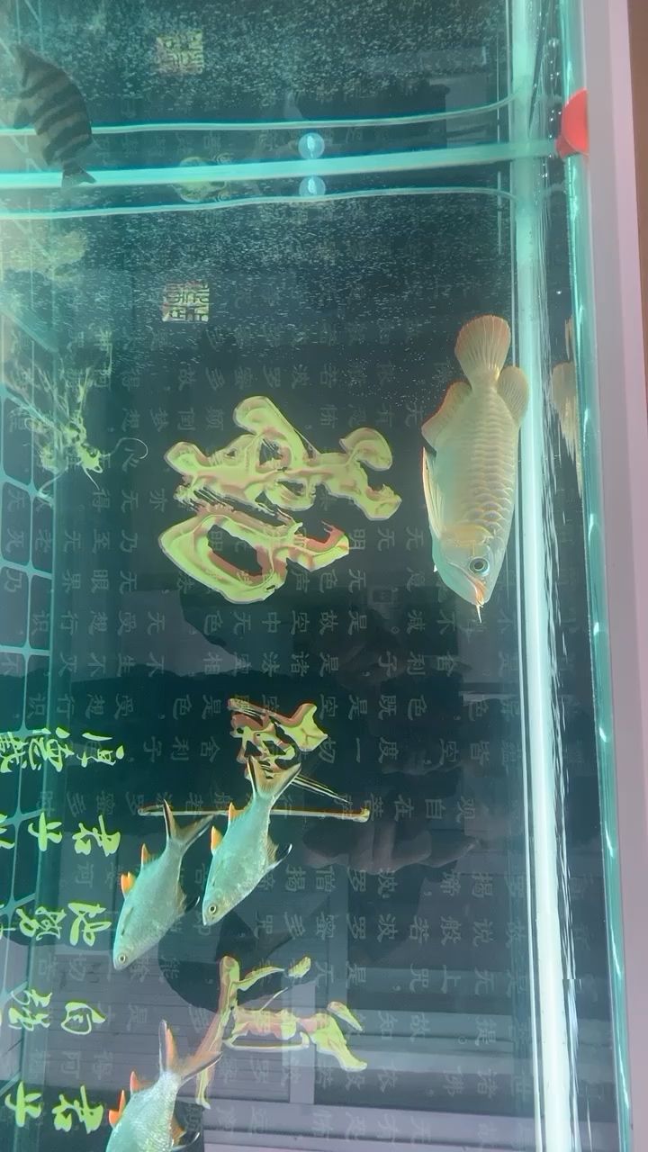 冒個(gè)泡吧。 觀賞魚論壇