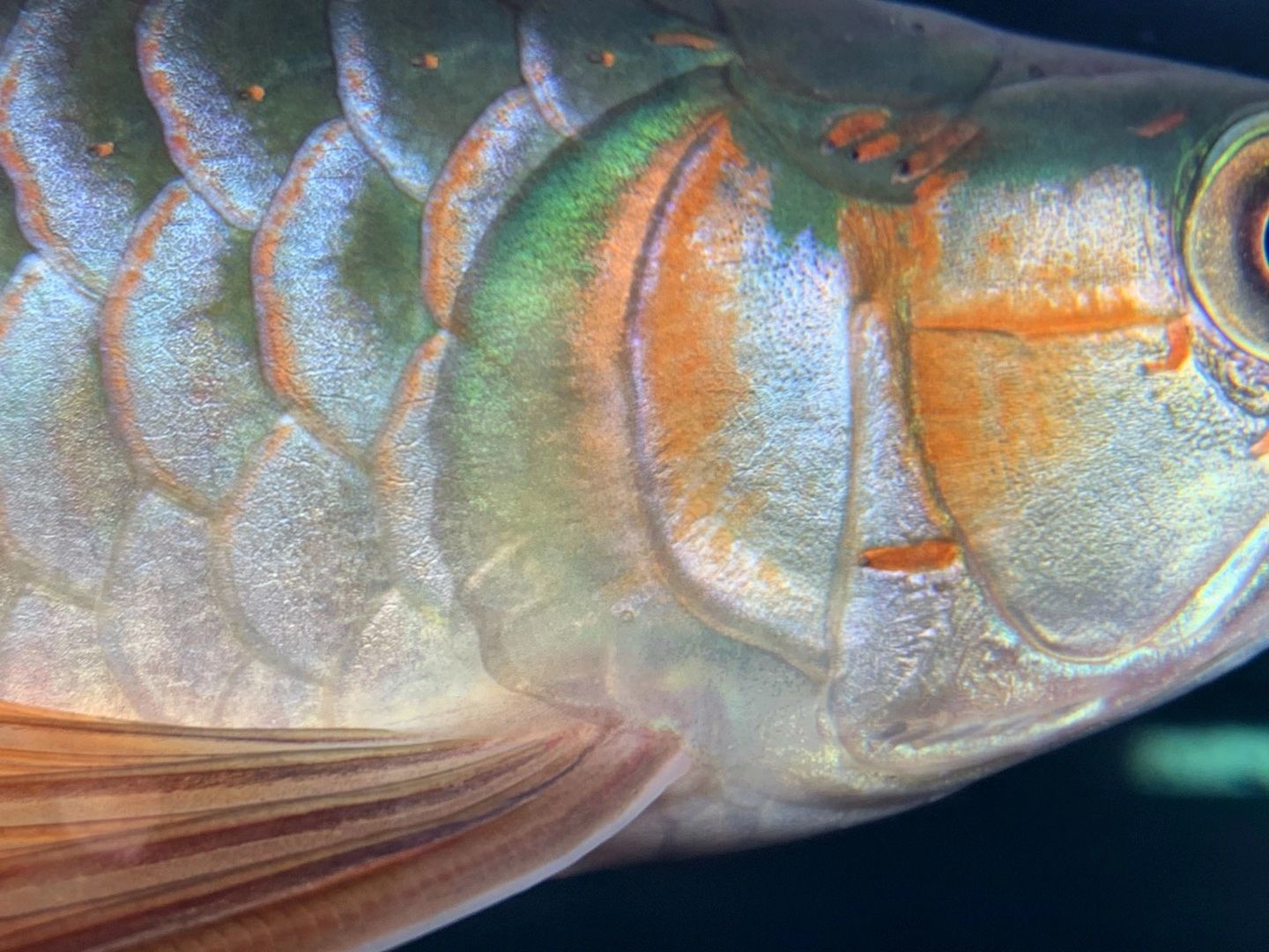 如何才能養(yǎng)好魚？ 觀賞魚論壇 第1張